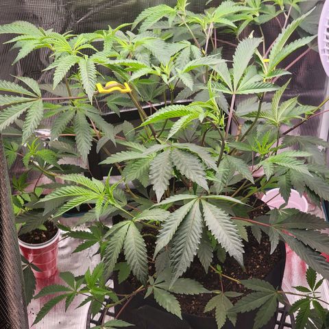 Bakers Man  growlog photo: Need to water more often ... run off was 6.5 ph 