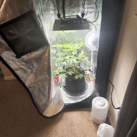 Bakers Man  growlog photo: Need to water more often ... run off was 6.5 ph 