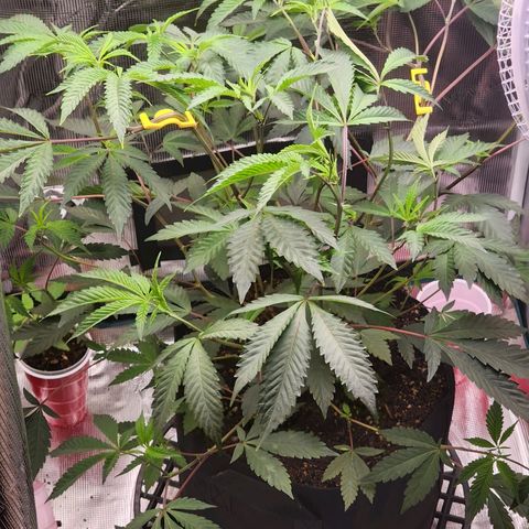 Bakers Man  growlog photo: Need to water more often ... run off was 6.5 ph 