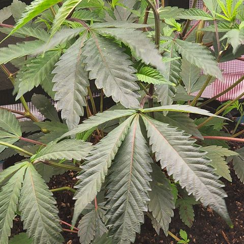 Bakers Man  growlog photo: Need to water more often ... run off was 6.5 ph 