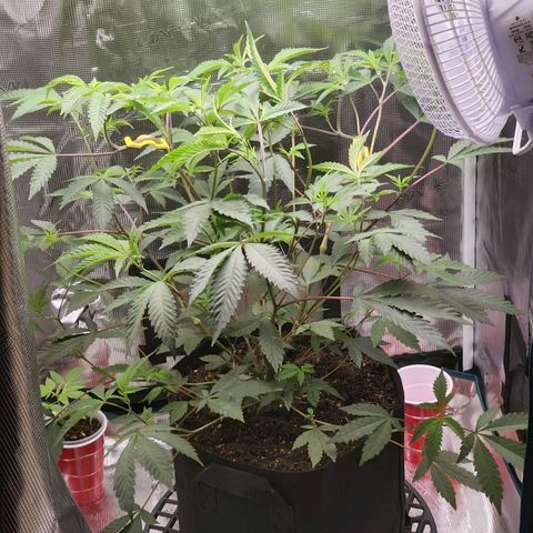 Bakers Man  growlog photo: Need to water more often ... run off was 6.5 ph 