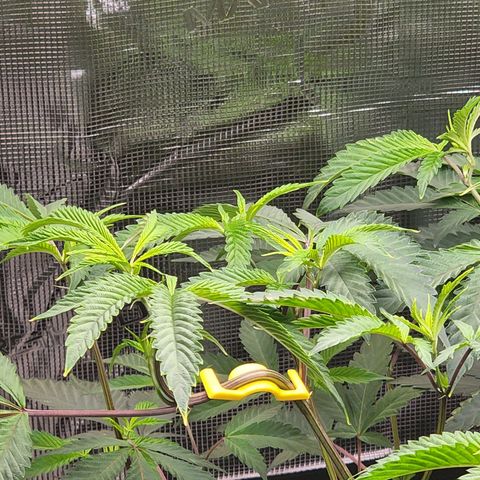Bakers Man  growlog photo: Need to water more often ... run off was 6.5 ph 