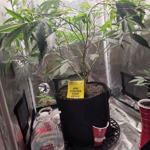 Bakers Man  growlog timeline photo