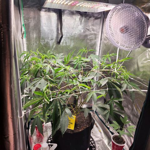 Bakers Man  growlog timeline photo