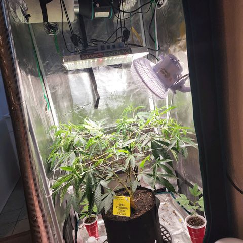 Bakers Man  growlog timeline photo