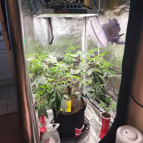 Bakers Man  growlog timeline photo