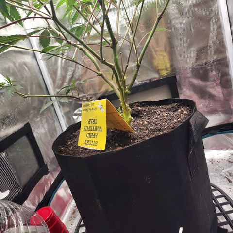 Bakers Man  growlog timeline photo