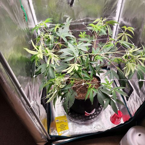 Bakers Man  growlog timeline photo