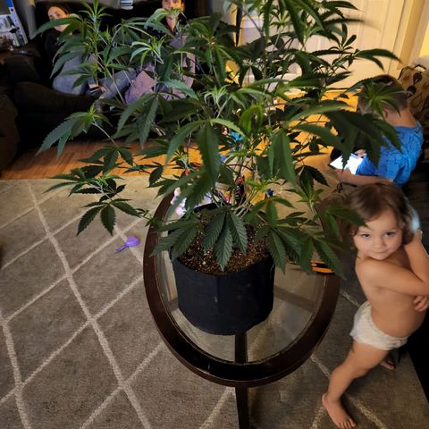 Bakers Man  growlog timeline photo