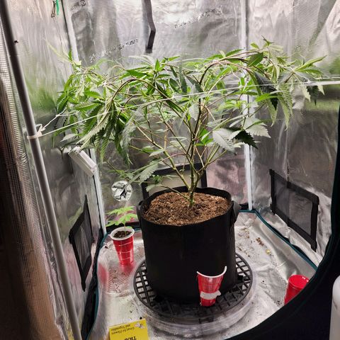 Bakers Man  growlog timeline photo