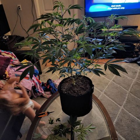 Bakers Man  growlog timeline photo