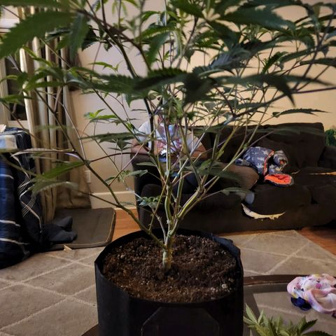 Bakers Man  growlog timeline photo