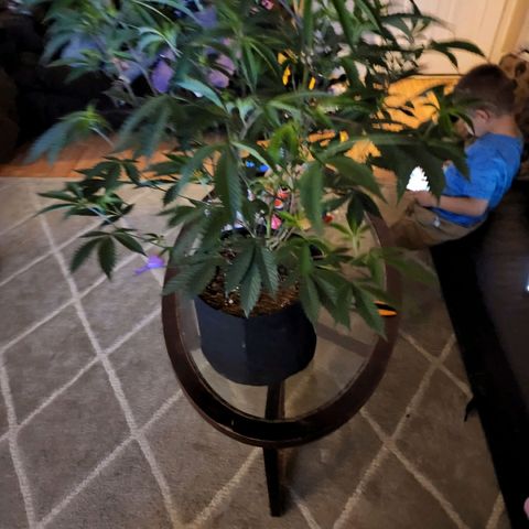 Bakers Man  growlog timeline photo