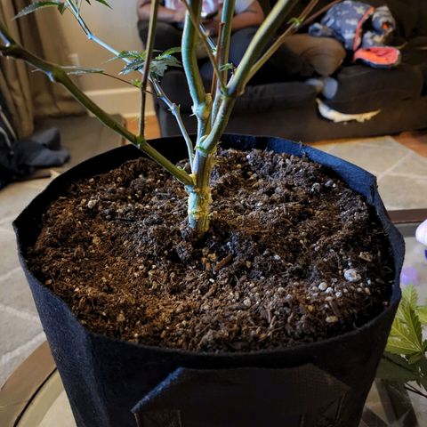 Bakers Man  growlog timeline photo