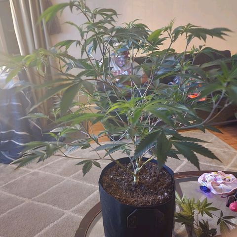 Bakers Man  growlog timeline photo