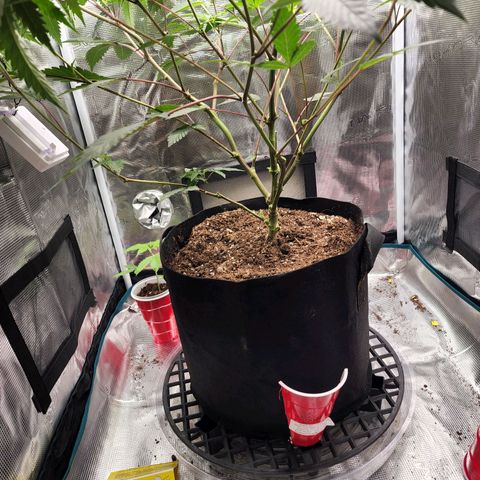 Bakers Man  growlog timeline photo