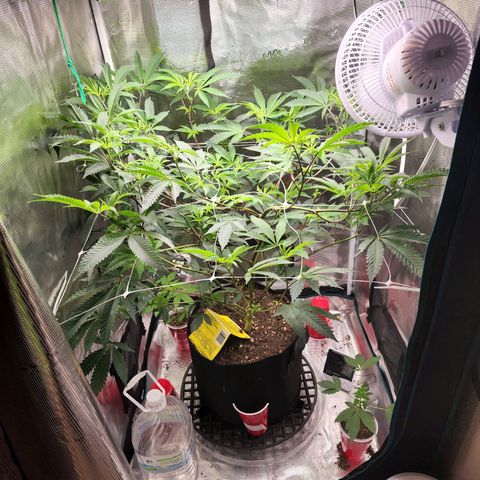 Bakers Man  growlog timeline photo