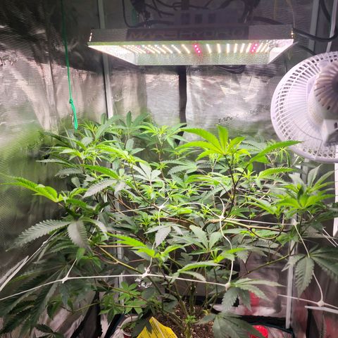 Bakers Man  growlog timeline photo