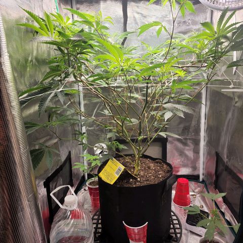 Bakers Man  growlog timeline photo
