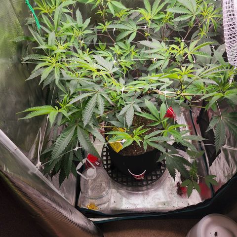 Bakers Man  growlog timeline photo