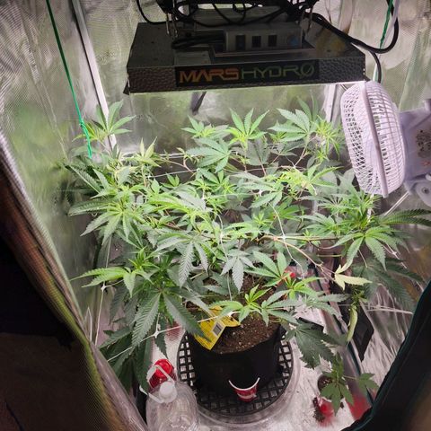 Bakers Man  growlog timeline photo