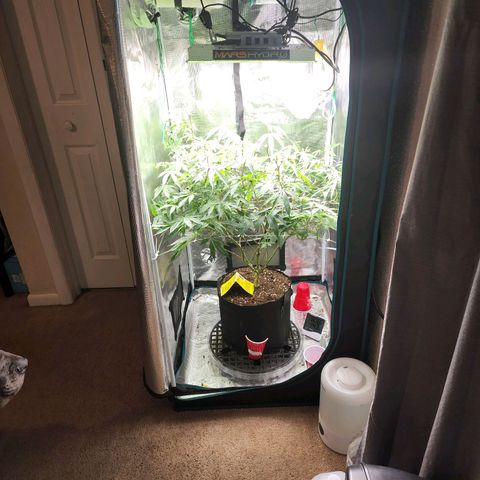 Bakers Man  growlog timeline photo