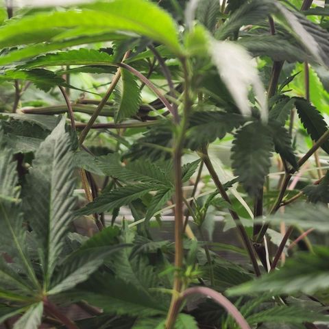 Bakers Man  growlog timeline photo