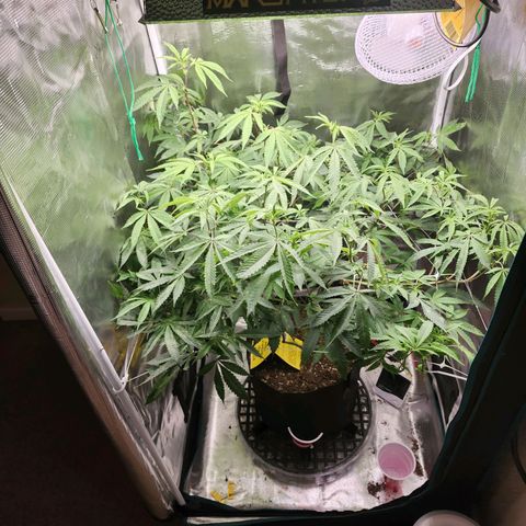 Bakers Man  growlog timeline photo