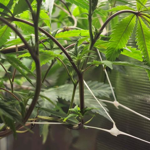 Bakers Man  growlog timeline photo