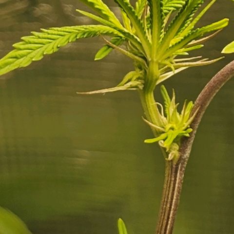 Bakers Man  growlog timeline photo