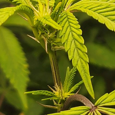 Bakers Man  growlog timeline photo