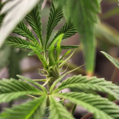 Bakers Man  growlog timeline photo