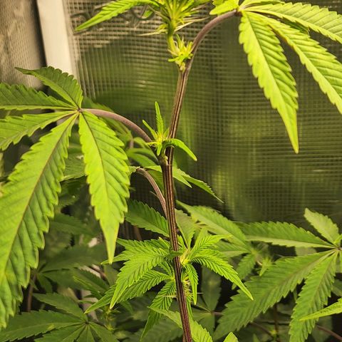 Bakers Man  growlog timeline photo