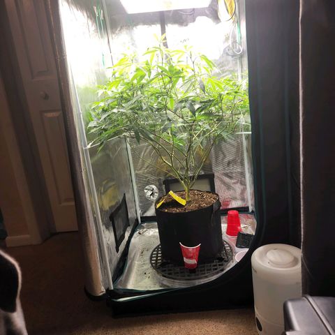 Bakers Man  growlog timeline photo