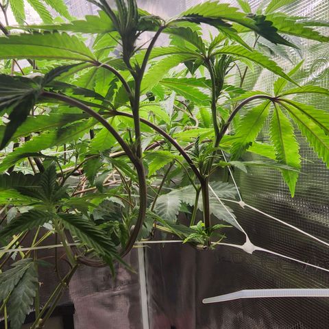 Bakers Man  growlog timeline photo