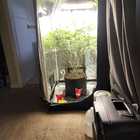 Bakers Man  growlog timeline photo