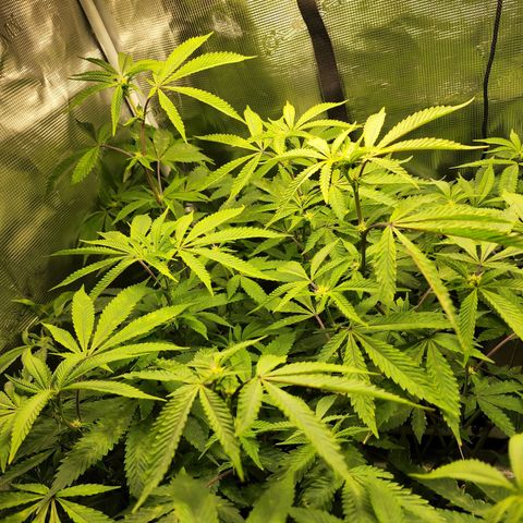 Bakers Man  growlog timeline photo