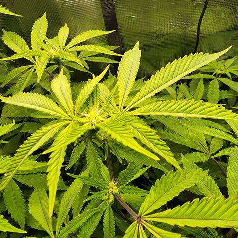 Bakers Man  growlog timeline photo