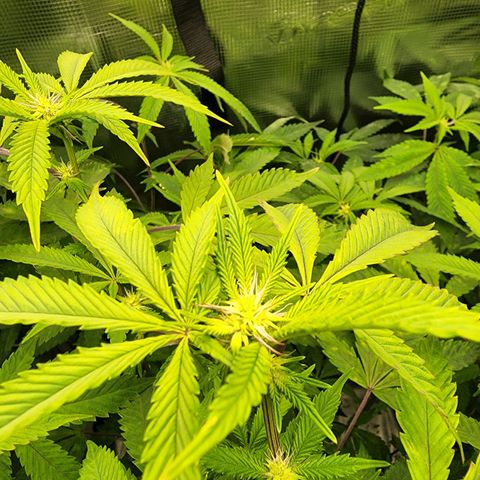 Bakers Man  growlog timeline photo