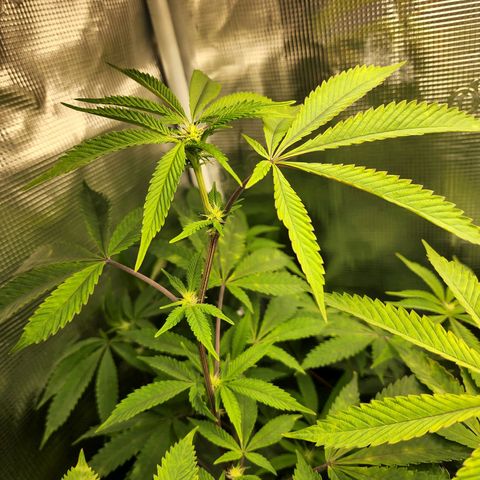 Bakers Man  growlog timeline photo
