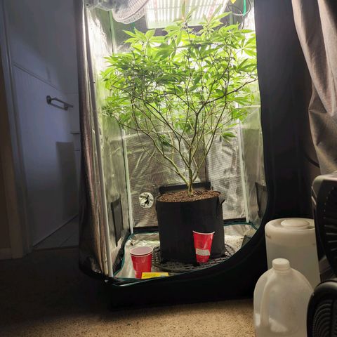Bakers Man  growlog timeline photo