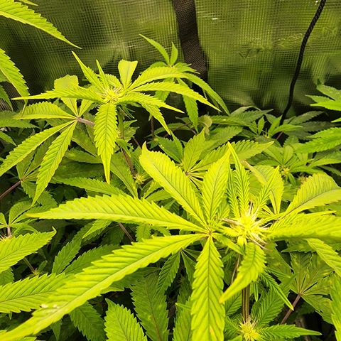 Bakers Man  growlog timeline photo