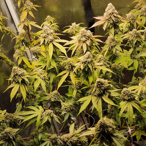 Bakers Man  growlog timeline photo