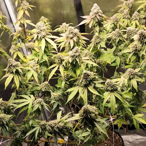 Bakers Man  growlog timeline photo