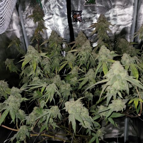 Bakers Man  growlog timeline photo