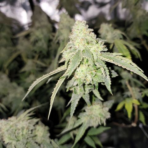 Bakers Man  growlog timeline photo