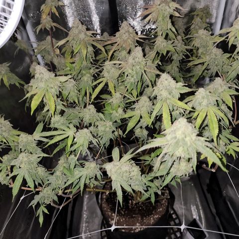 Bakers Man  growlog timeline photo