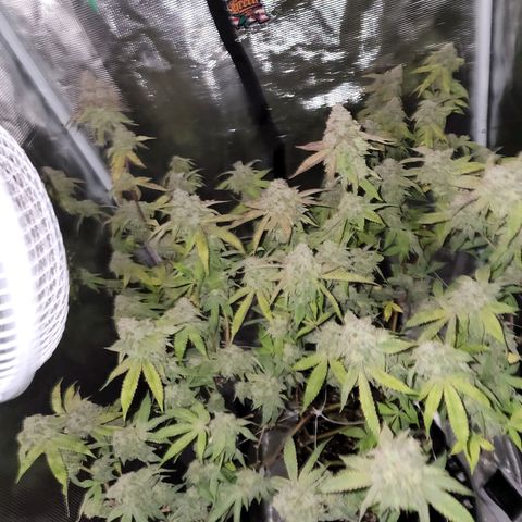 Bakers Man  growlog timeline photo