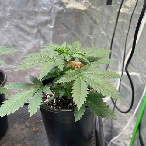Thing #1 growlog timeline photo