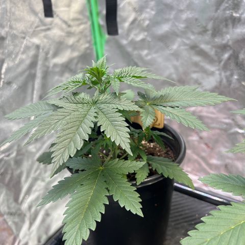 Thing #2 growlog timeline photo